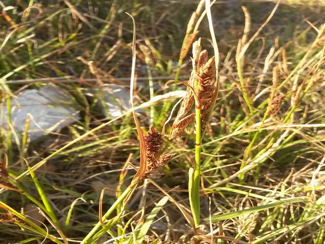 Carex cfr. flacca